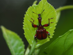 Paratrachelophorus nodicornis