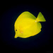 Yellow Tang - Photo (c) David R, some rights reserved (CC BY-NC)