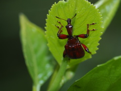 Paratrachelophorus nodicornis