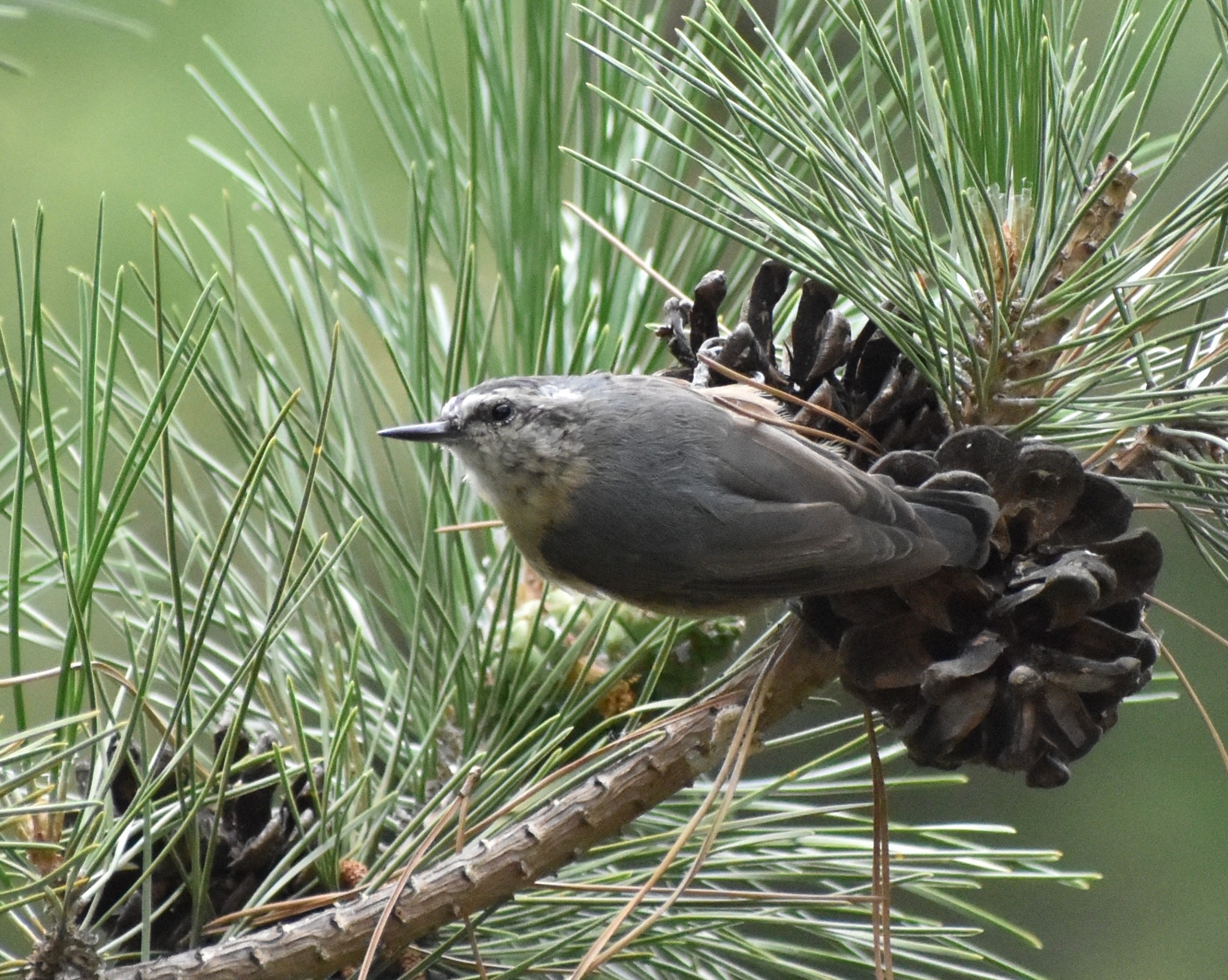Chinese Nuthatch