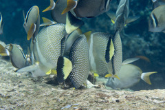 Acanthurus guttatus