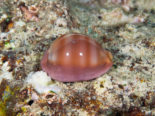 Lyncina sulcidentata observed 2016-06-11