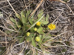 Ranunculus muelleri