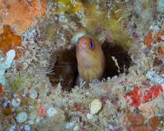 Gymnothorax melatremus