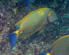 Acanthurus dussumieri