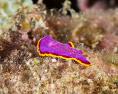 Pseudoceros ferrugineus