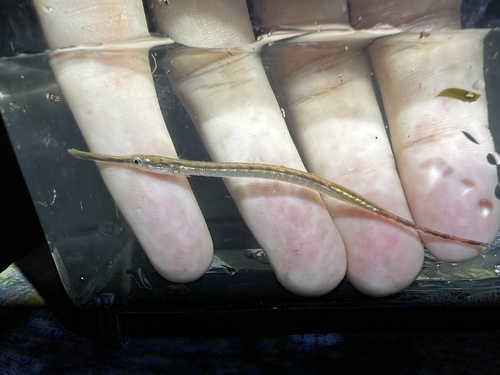 Opossum pipefish (Microphis lineatus) — Syngnathidae — 4