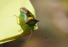 Sastragala versicolor