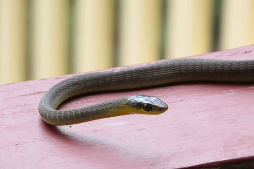 Common Tree Snake sighting