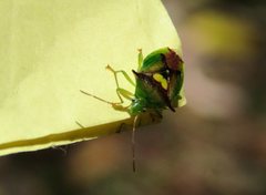 Sastragala versicolor