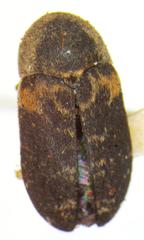 Dermestes carnivorus