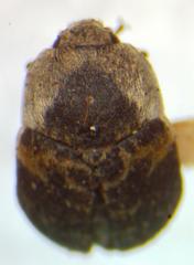 Dermestes carnivorus