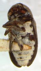 Dermestes carnivorus