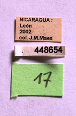 Dermestes carnivorus