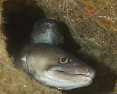 Conger marginatus