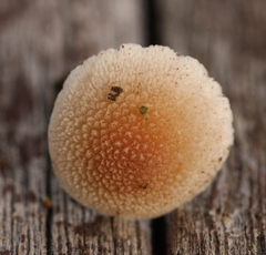 Tympanella galanthina