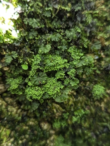 Phyllopsora parvifolia observed 2024-06-29