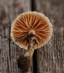 Tympanella galanthina