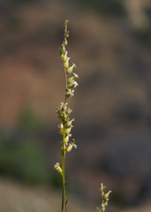 Streptanthus morrisonii