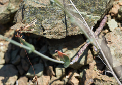 Streptanthus morrisonii