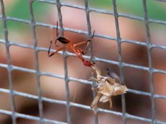 Leptomyrmex cnemidatus