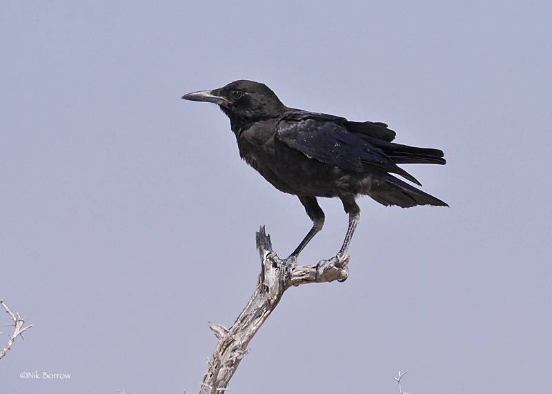 Cape Crow