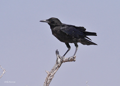 Corvus capensis