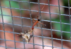 Leptomyrmex cnemidatus