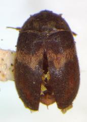 Attagenus fasciatus
