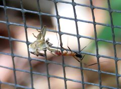 Leptomyrmex cnemidatus