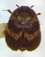 Attagenus fasciatus