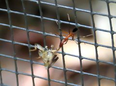 Leptomyrmex cnemidatus