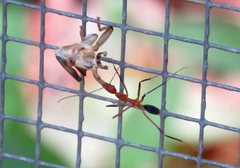 Leptomyrmex cnemidatus