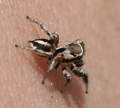 Habronattus formosus