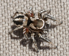 Habronattus formosus