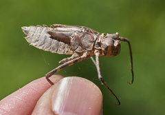 Macromia magnifica