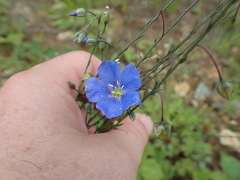 Linum perenne