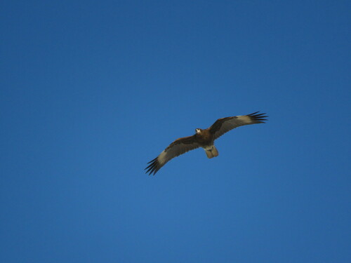 White-throated Caracara (Daptrius albogularis), photo 9