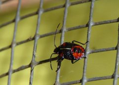 Sastragala versicolor