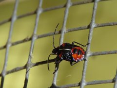 Sastragala versicolor