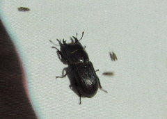 Dorcus parallelus
