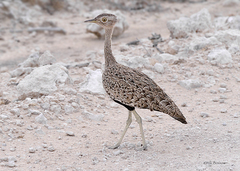 Eupodotis ruficrista