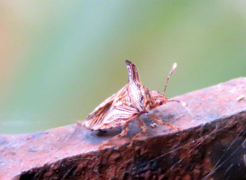 Panaetius trabifer