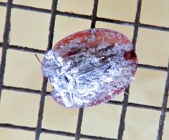 Emcephalus floccosus