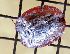 Emcephalus floccosus