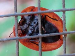 Emcephalus floccosus