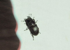 Dorcus parallelus