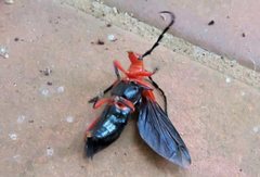 Stenoderus concolor