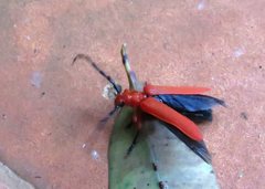 Stenoderus concolor