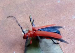 Stenoderus concolor
